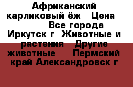 Африканский карликовый ёж › Цена ­ 6 000 - Все города, Иркутск г. Животные и растения » Другие животные   . Пермский край,Александровск г.